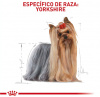 Yorkshire Terrier Adulto